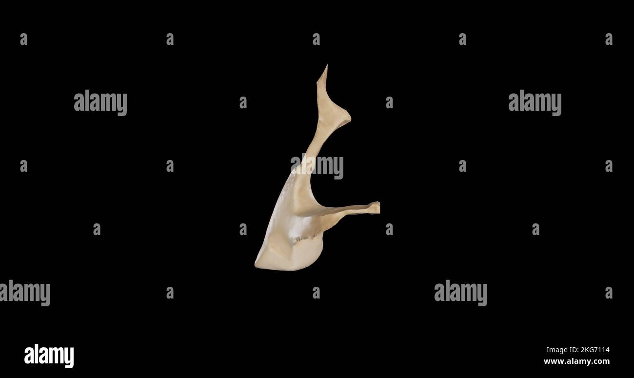 Vista anteriore dell'osso palatino destro Foto Stock