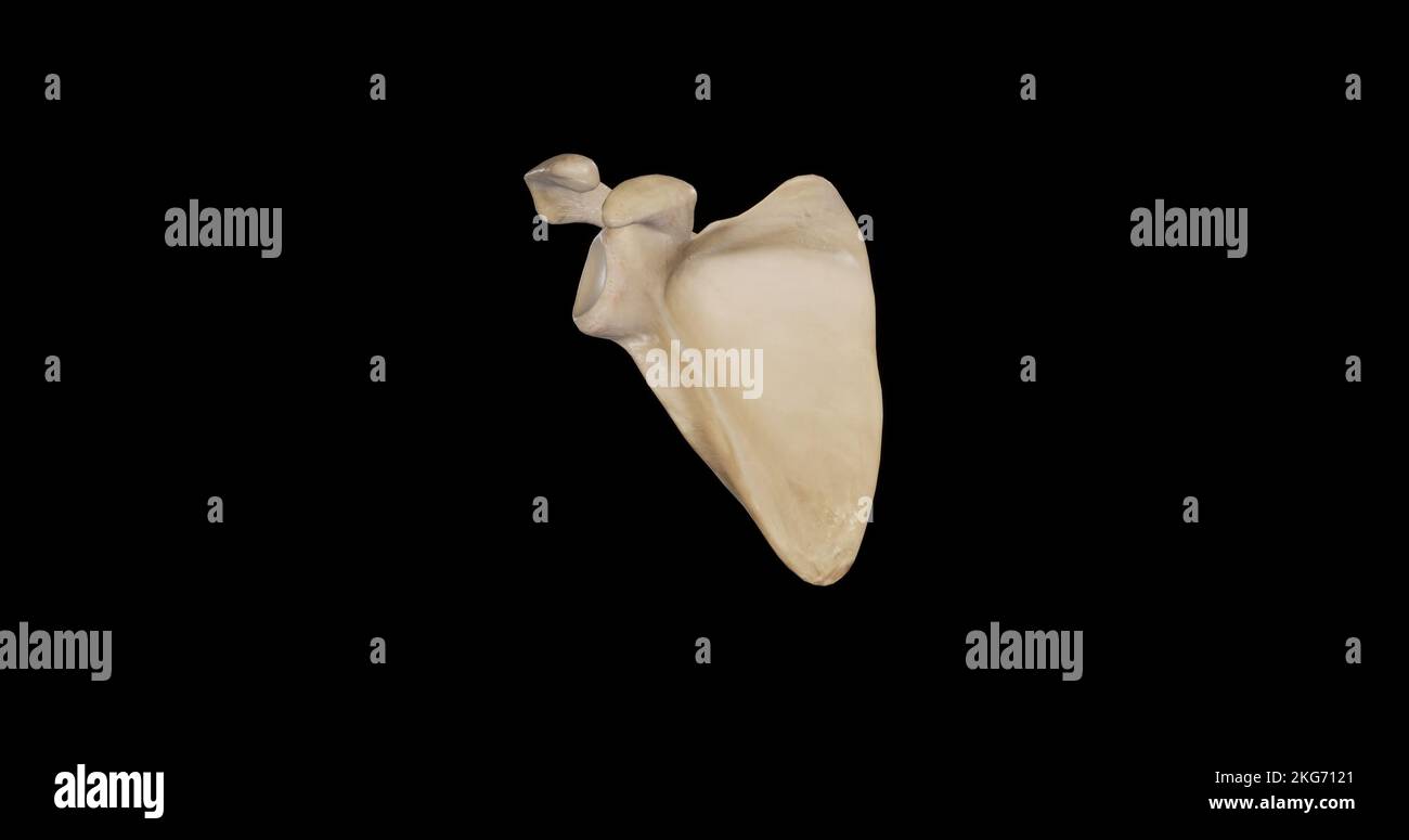 Vista anteriore della Scapula destra Foto Stock