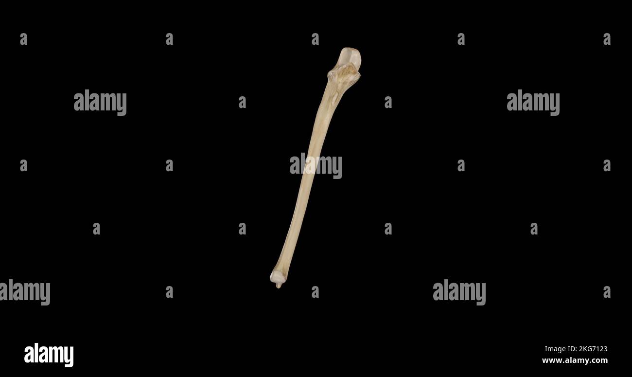 Vista anteriore dell'ulna destra Foto Stock
