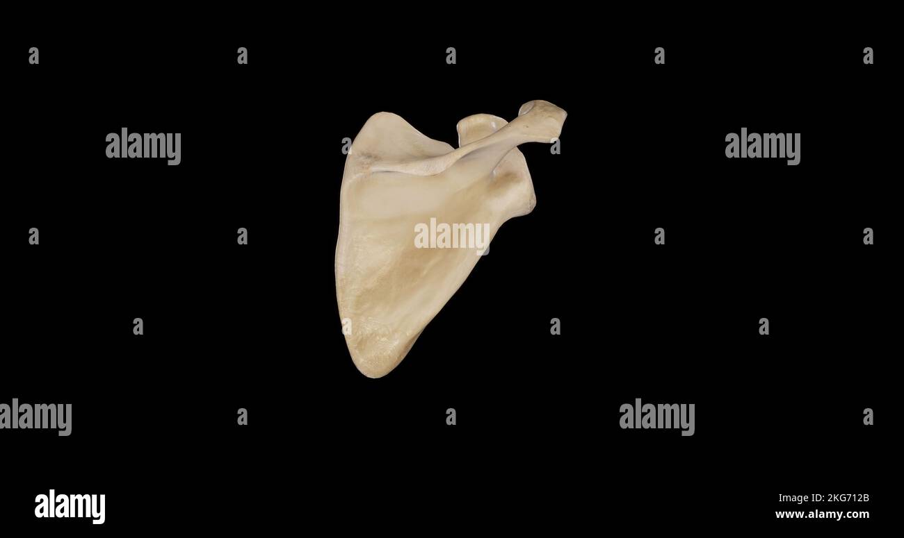 Vista posteriore della Scapula destra Foto Stock