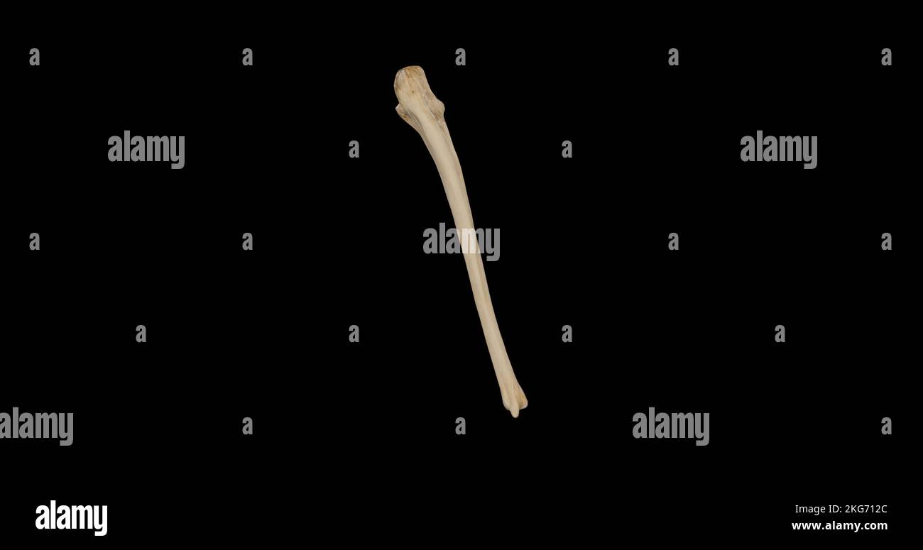 Vista posteriore dell'ulna destra Foto Stock