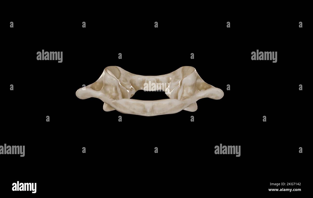 Vista posteriore della prima vertebra cervicale (atlante) Foto Stock