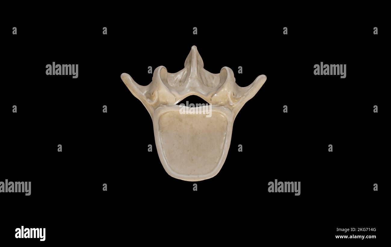 Vista superiore della terza vertebra lombare (L3) Foto Stock