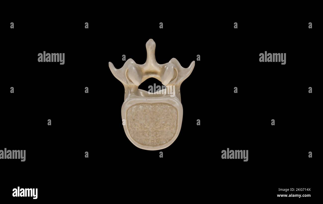 Vista inferiore della seconda vertebra lombare (L2) Foto Stock