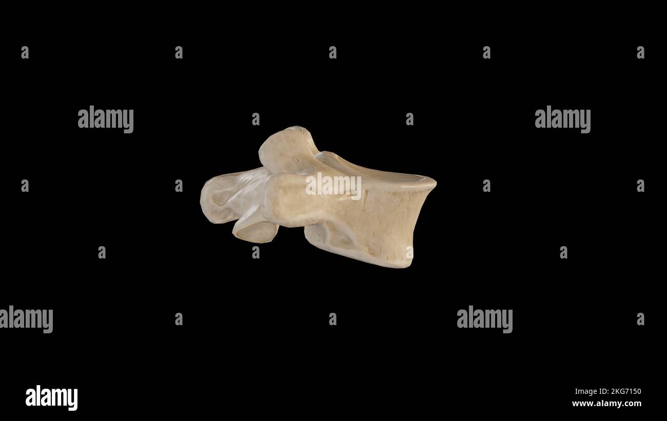 Vista laterale della quinta vertebra lombare (L5) Foto Stock