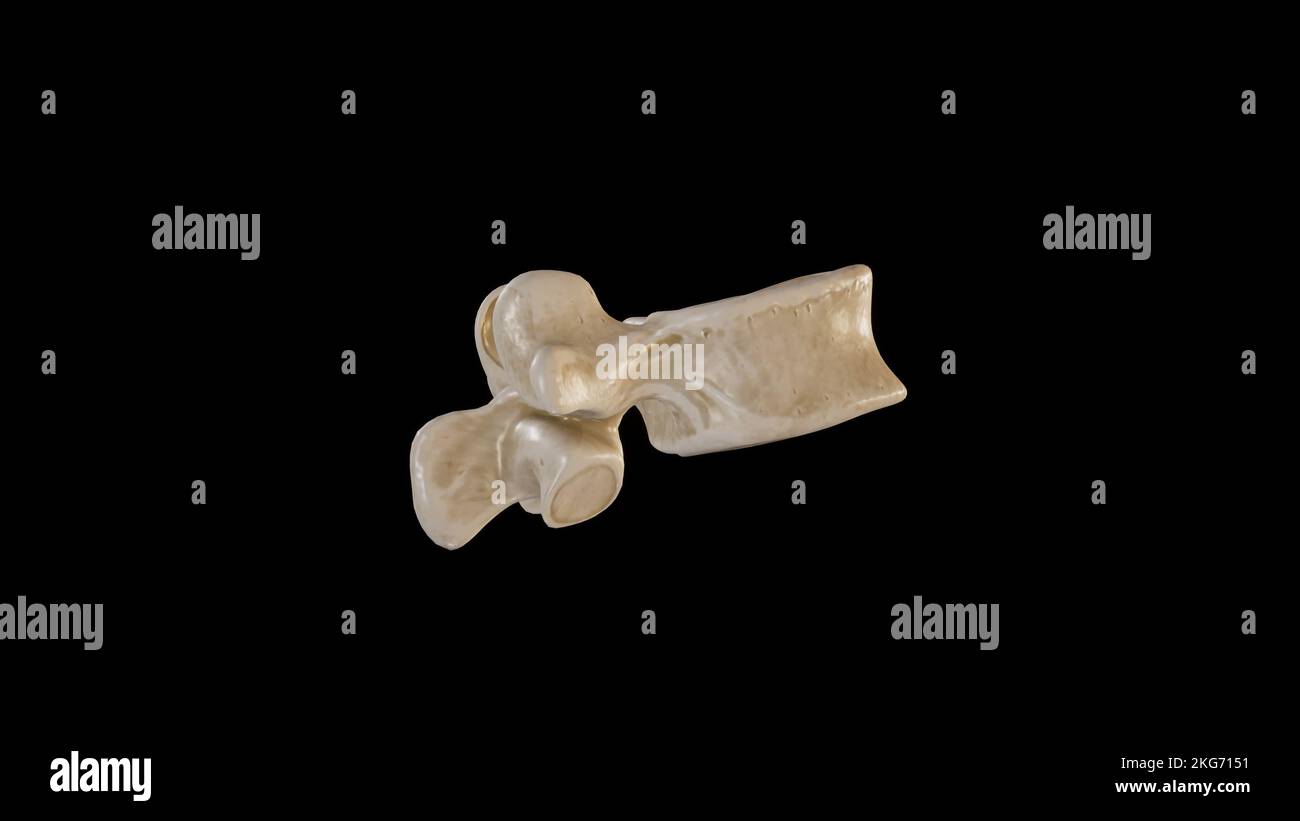 Vista laterale della prima vertebra lombare (L1) Foto Stock