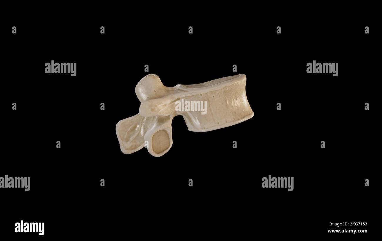 Vista laterale della seconda vertebra lombare (L2) Foto Stock
