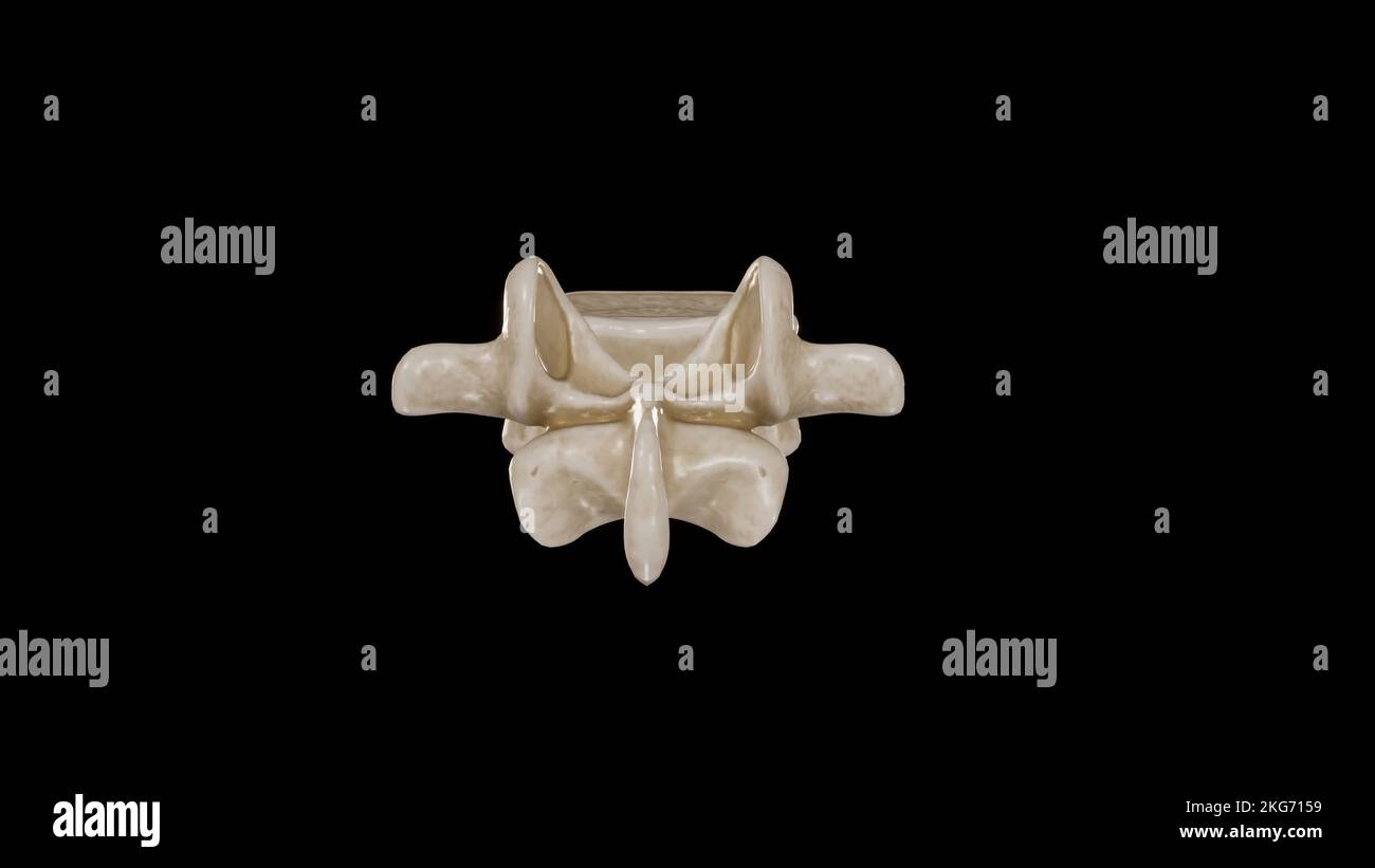 Vista posteriore della prima vertebra lombare (L1) Foto Stock
