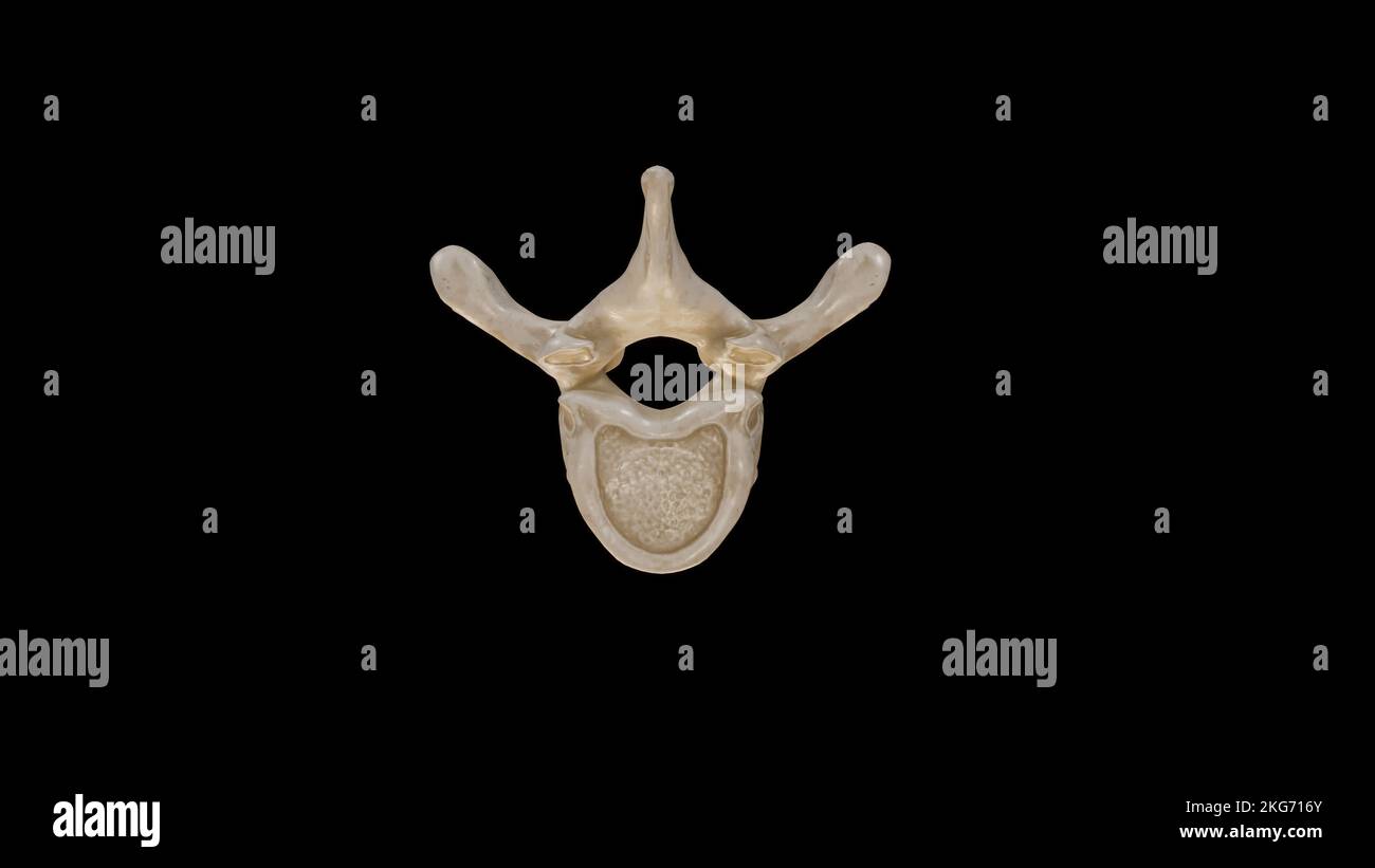 Vista inferiore della seconda vertebra toracica (T2) Foto Stock