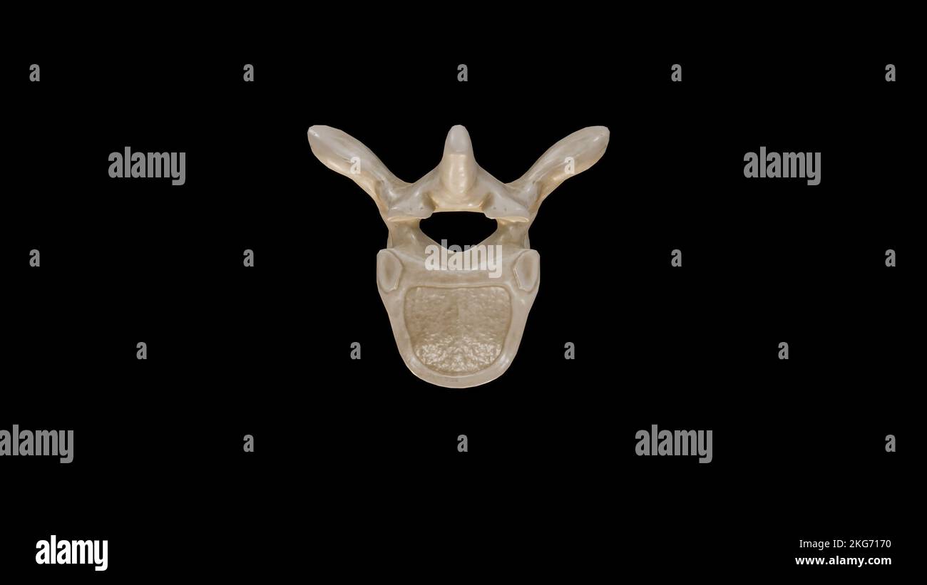 Vista inferiore della settima vertebra toracica (T7) Foto Stock