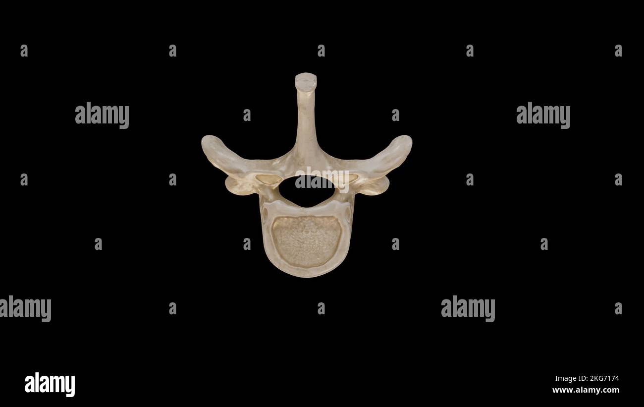 Vista inferiore della terza vertebra toracica (T3) Foto Stock