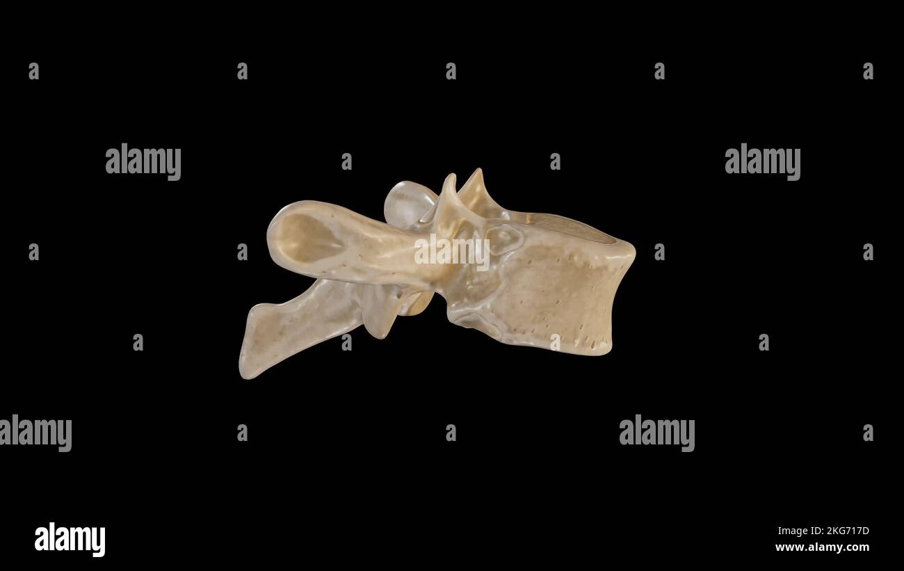Vista laterale della Quarta vertebra toracica (T4) Foto Stock
