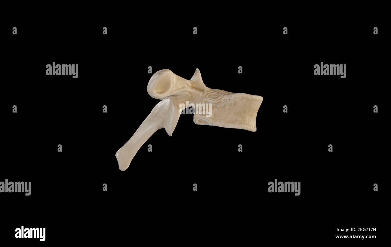 Vista laterale della sesta vertebra toracica (T6) Foto Stock