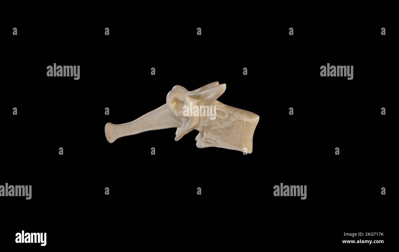 Vista laterale della terza vertebra toracica (T3) Foto Stock