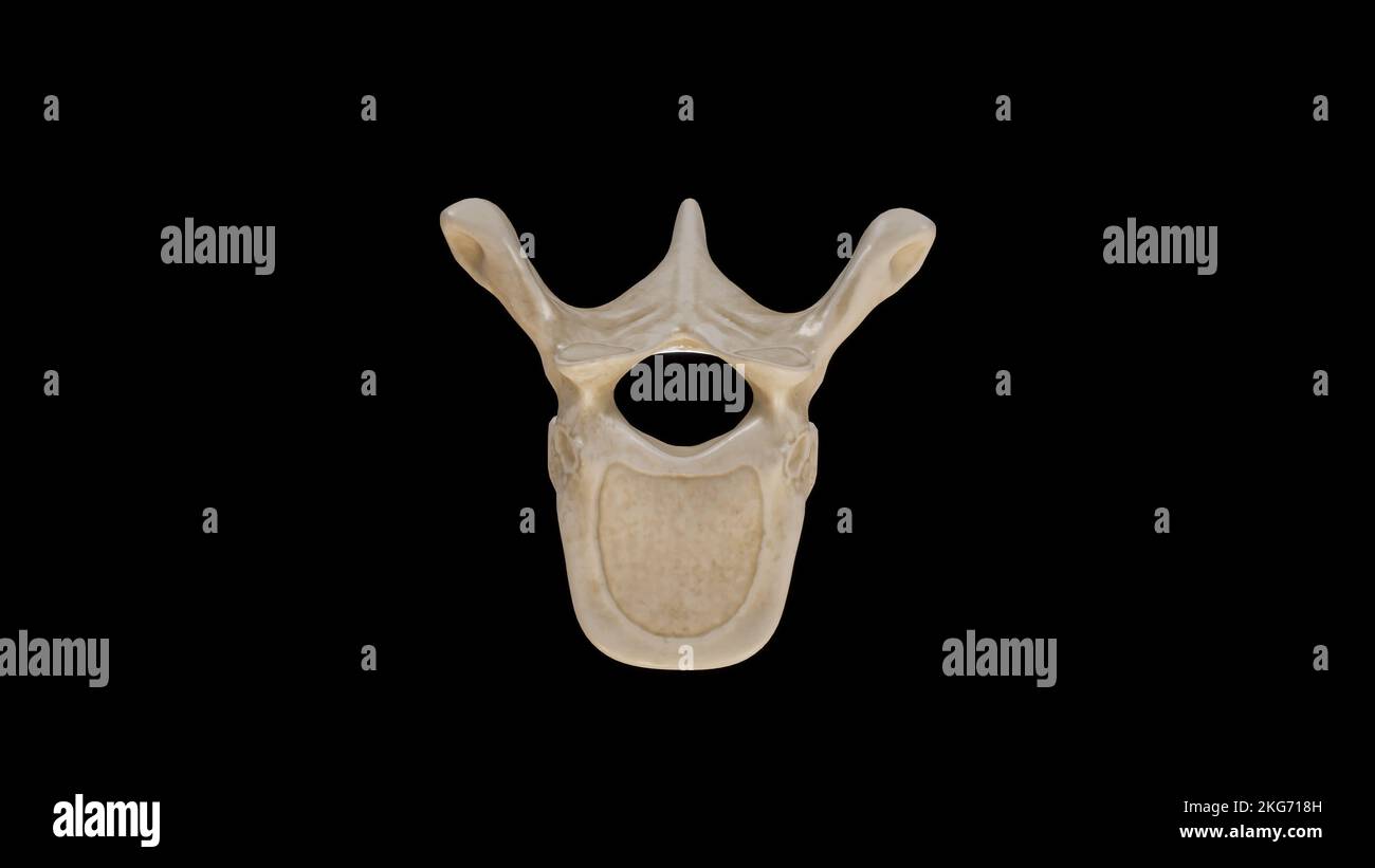 Vista superiore della settima vertebra toracica (T7) Foto Stock