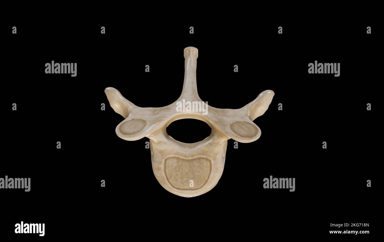 Vista superiore della terza vertebra toracica (T3) Foto Stock