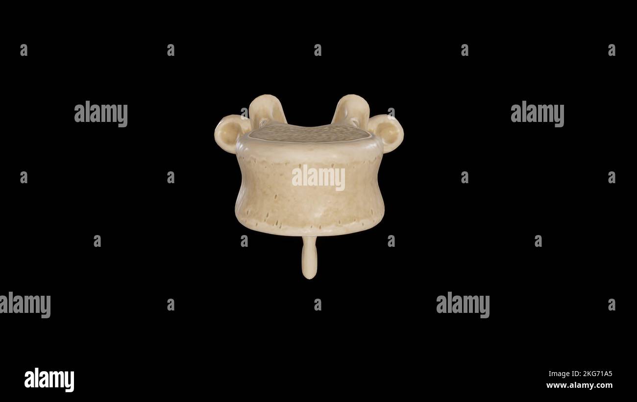 Vista anteriore della vertebra toracica nona (T9) Foto Stock