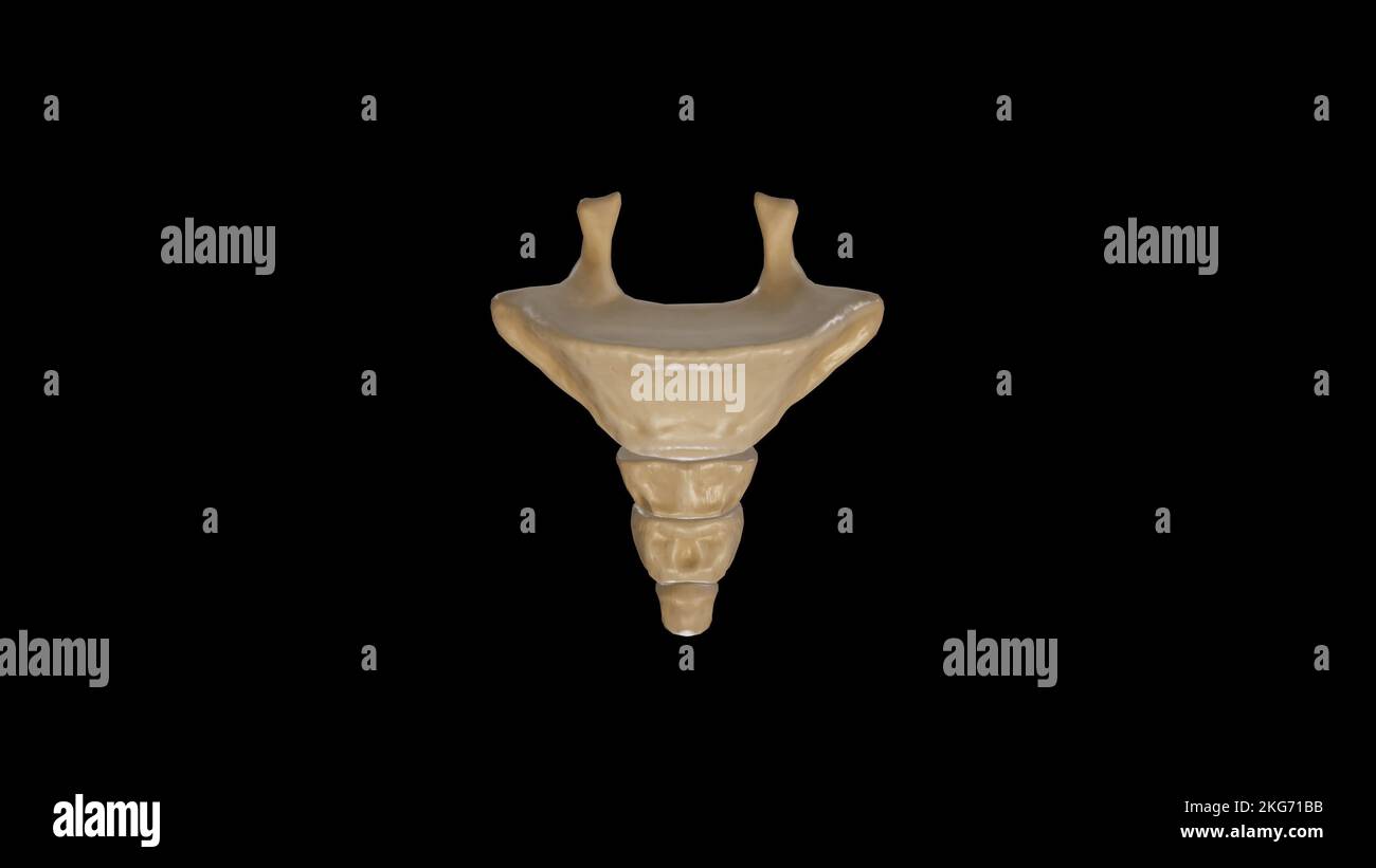 Vista anteriore di Coccyx Foto Stock