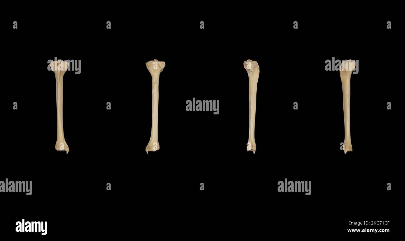 Tibia destra: Viste multiple Foto Stock