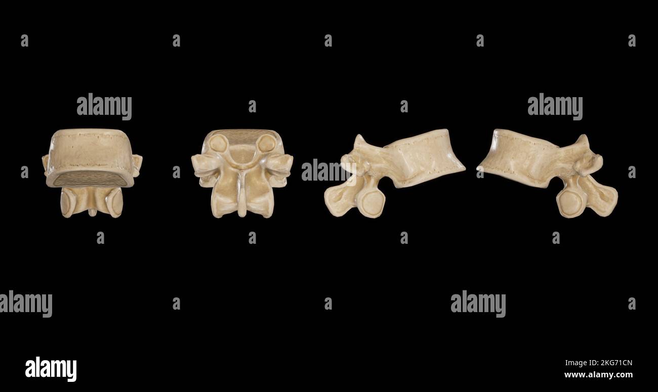 Una tipica vertebra immagini e fotografie stock ad alta risoluzione Alamy