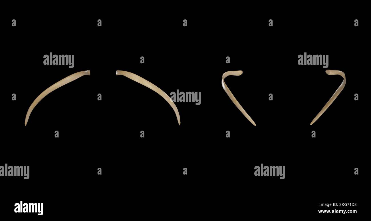 Undicesima nervatura da più lati Foto Stock