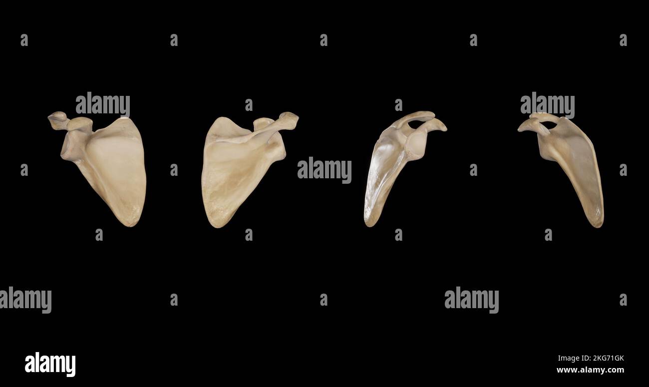 Scapula destra: Viste multiple Foto Stock