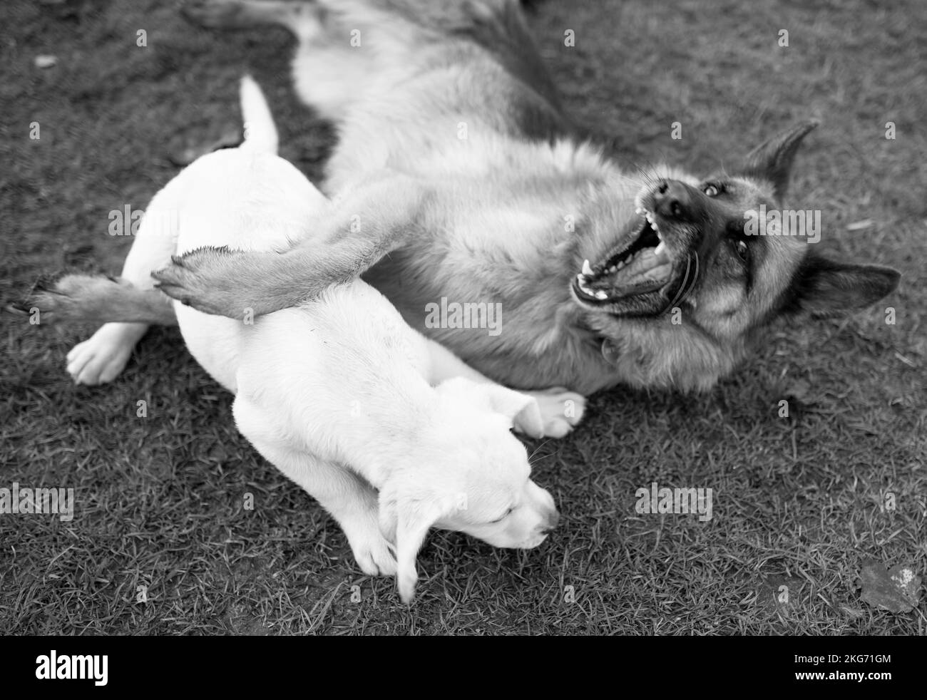 Labrador cucciolo, cane purebred sul prato di una fattoria di campagna, giocando con un wolfhound. Bianco e nero. Foto Stock