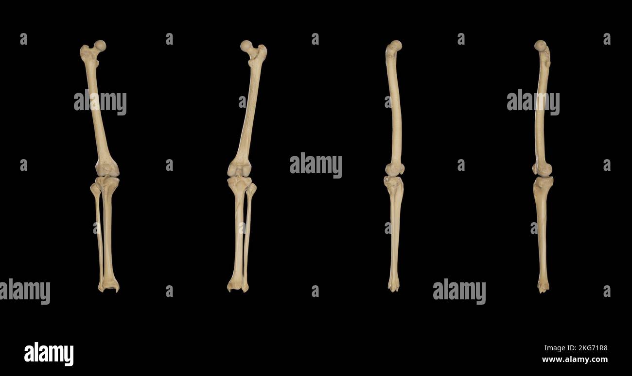 Ossa delle cosce e delle gambe: Viste multiple Foto Stock