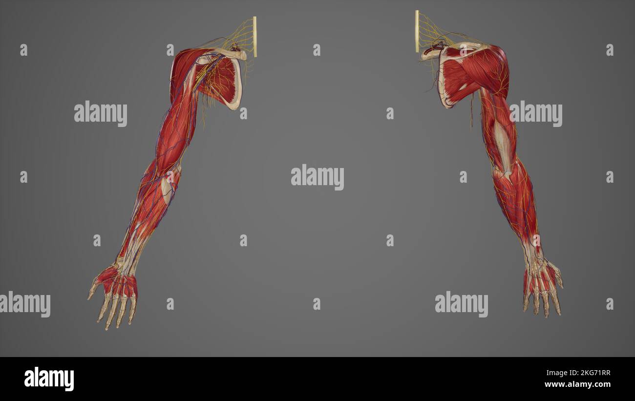 Anatomia completa del braccio dell'estremità superiore 3D Foto Stock