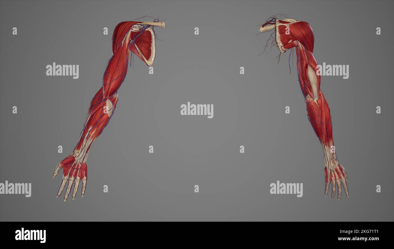 Muscolatura e vasi anatomia dell'arto superiore viste multiple Foto Stock