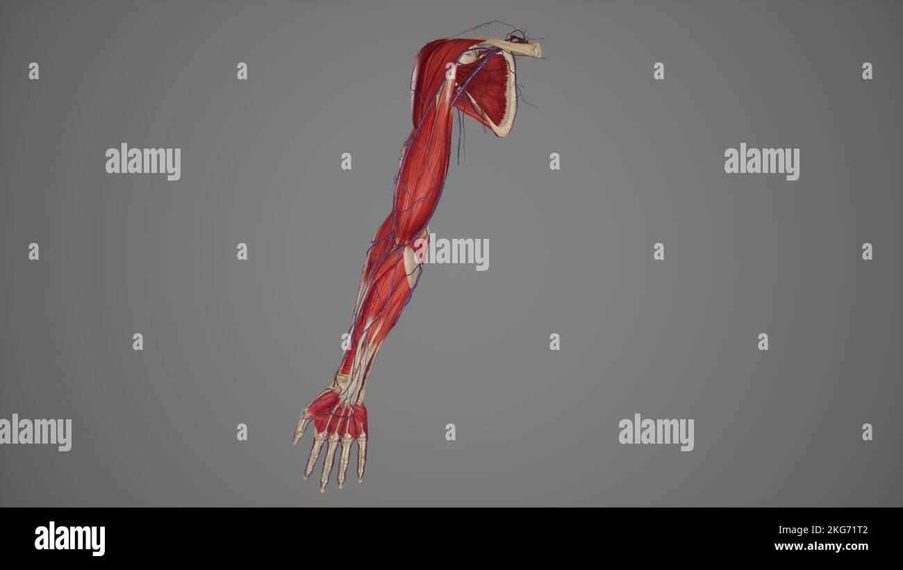 Muscoli e vasi Anatomia dell'arto superiore Foto Stock