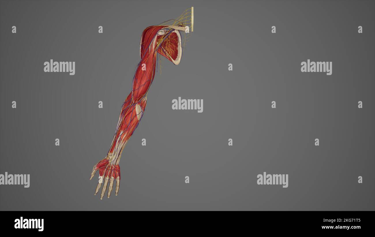 Arto superiore con muscoli-vasi sanguigni e nervi Foto Stock