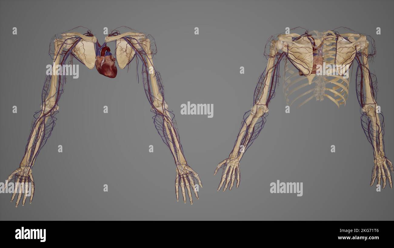 Arti superiori con viste multiple dei vasi sanguigni Foto Stock