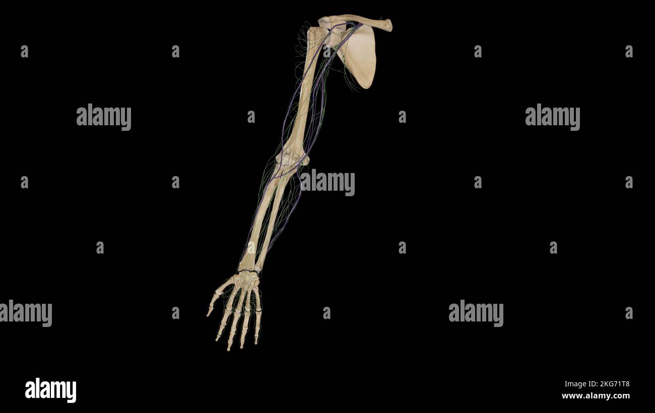 Anatomia linfatica profonda dell'arto superiore Foto Stock