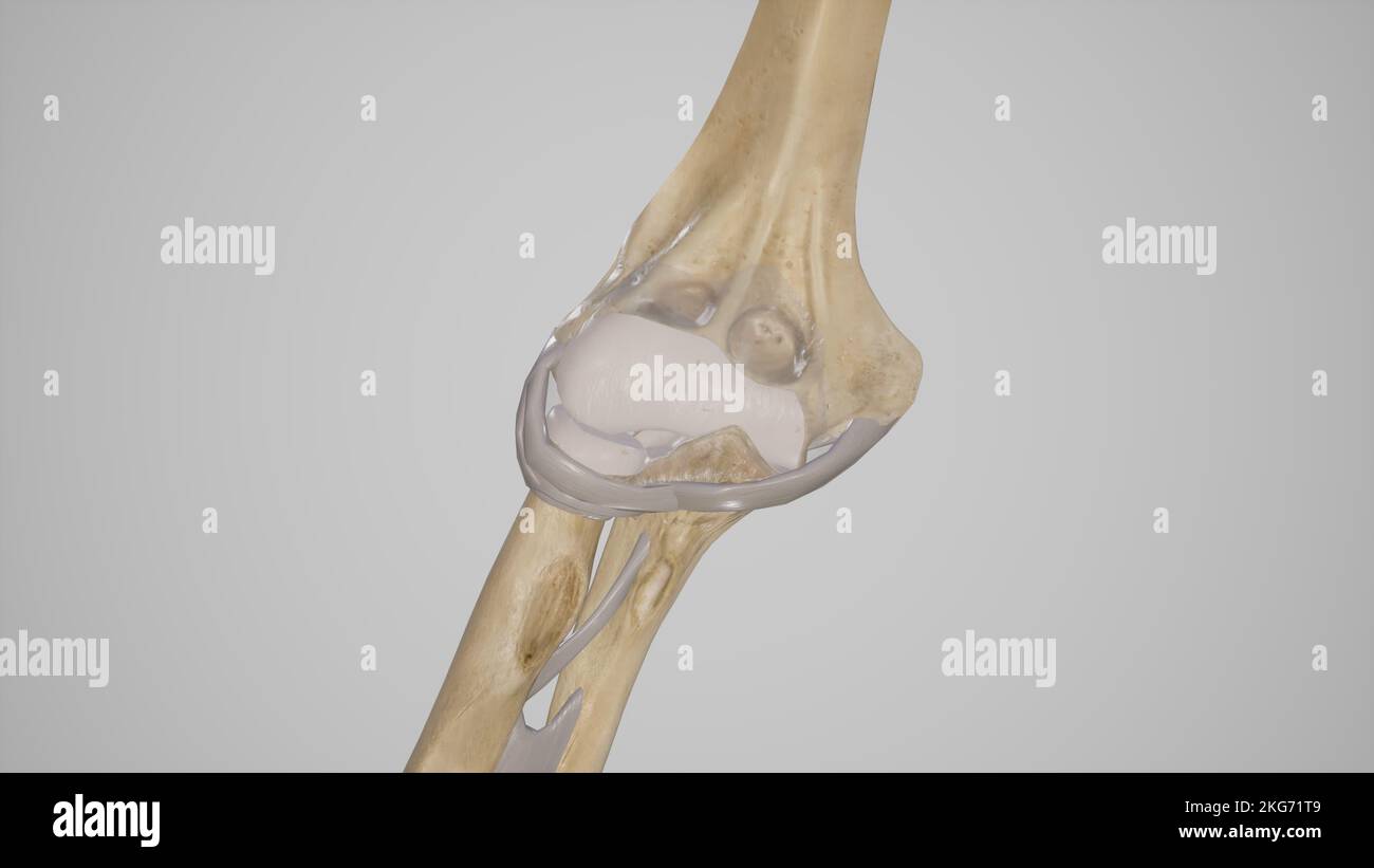 Articolazione del gomito Foto Stock