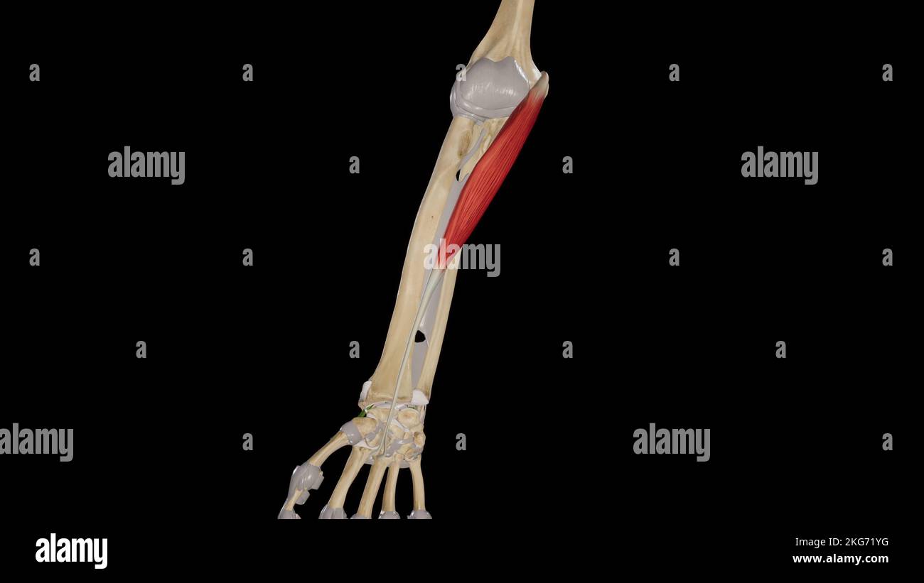 Flexor Carpi Radialis muscolo Foto Stock