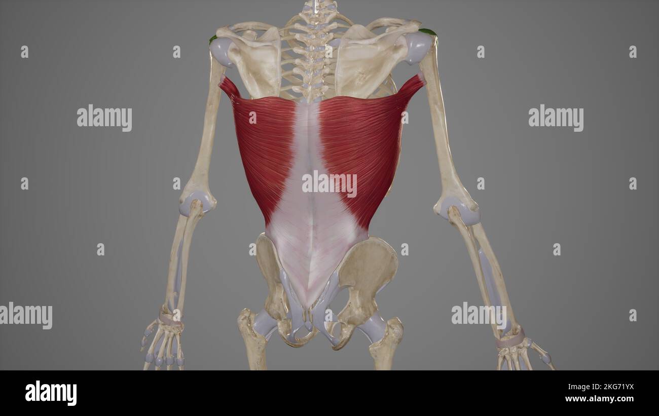 Latissimus Dorsi Anatomia muscolare Foto Stock