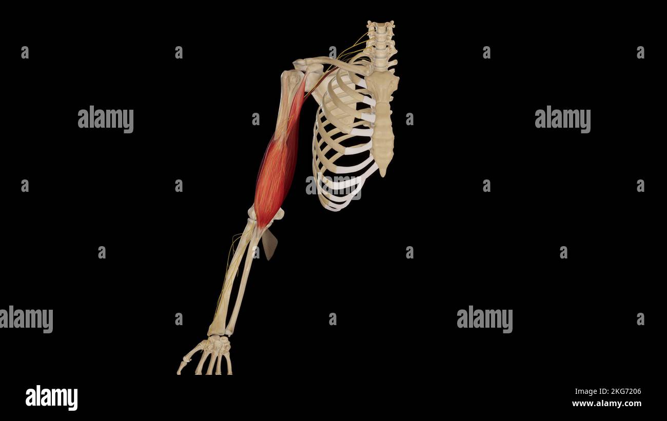 Nervo muscolocutaneo Foto Stock
