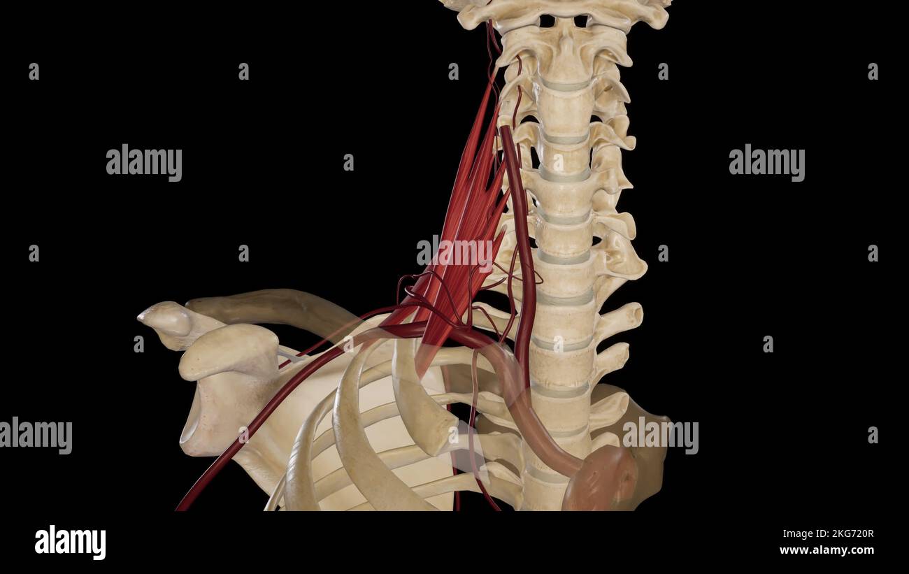 Rami dell'arteria succlavia Foto Stock