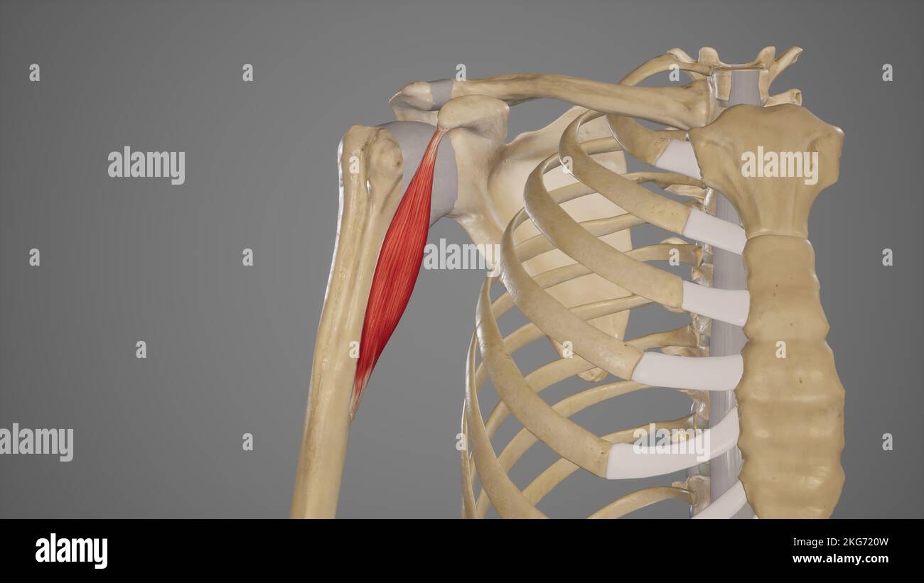 Coracobrachialis muscolo Foto Stock