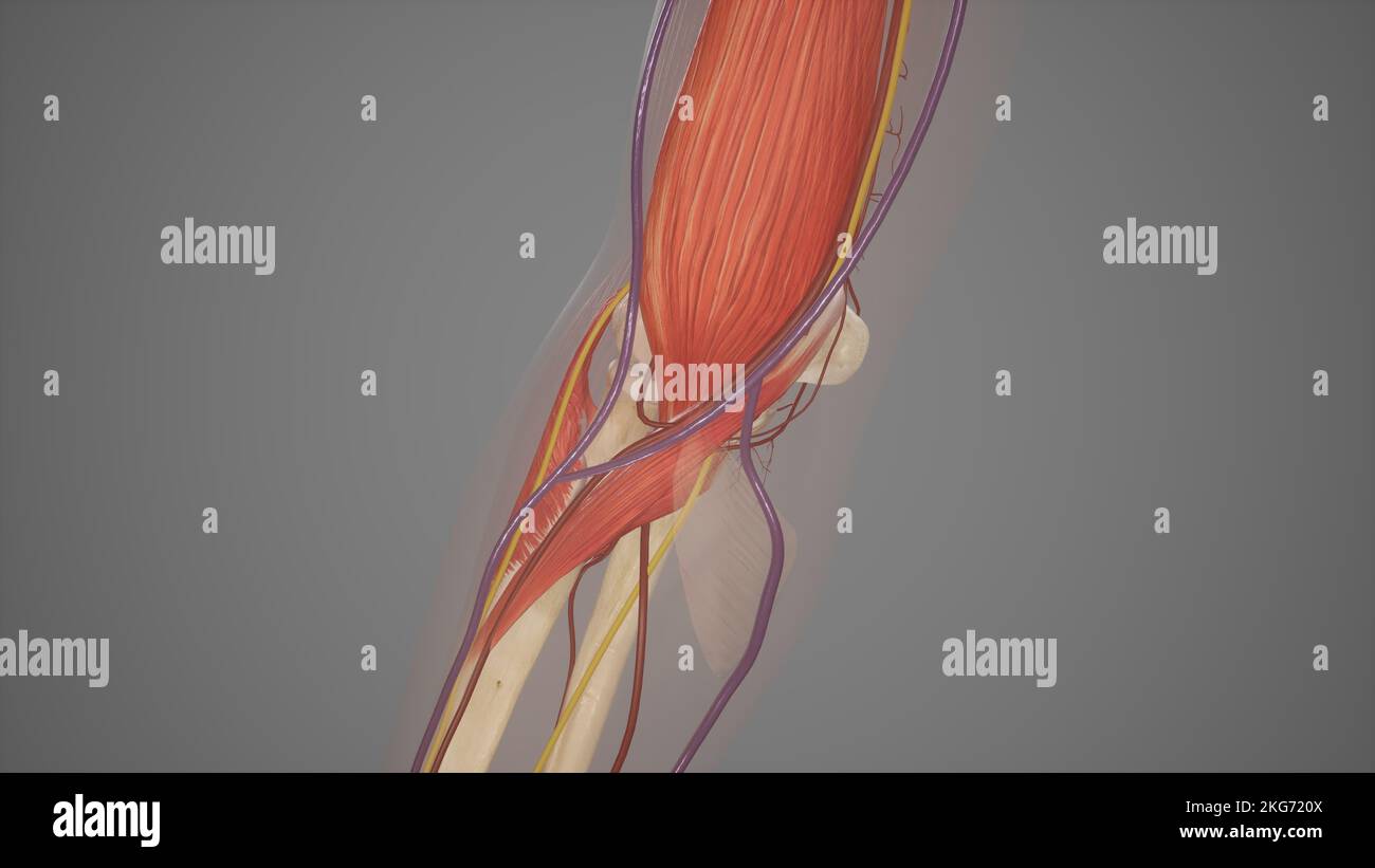 Anatomia della fossa cubitale Foto Stock