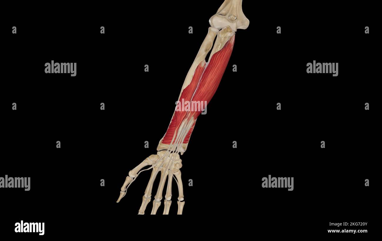 Muscoli flessibili profondi dell'avambraccio Foto Stock