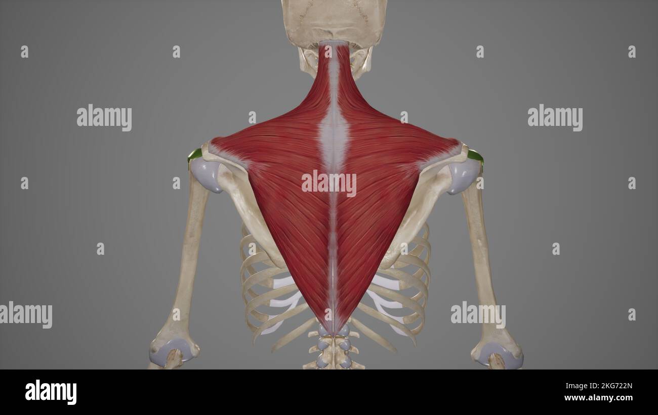 Illustrazione medica del muscolo di Trapezius Foto Stock