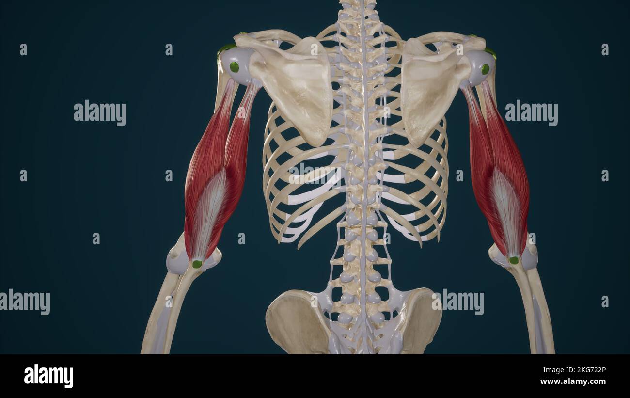 Triceps Brachii muscolo Foto Stock Triceps Brachii muscolo Foto Stock