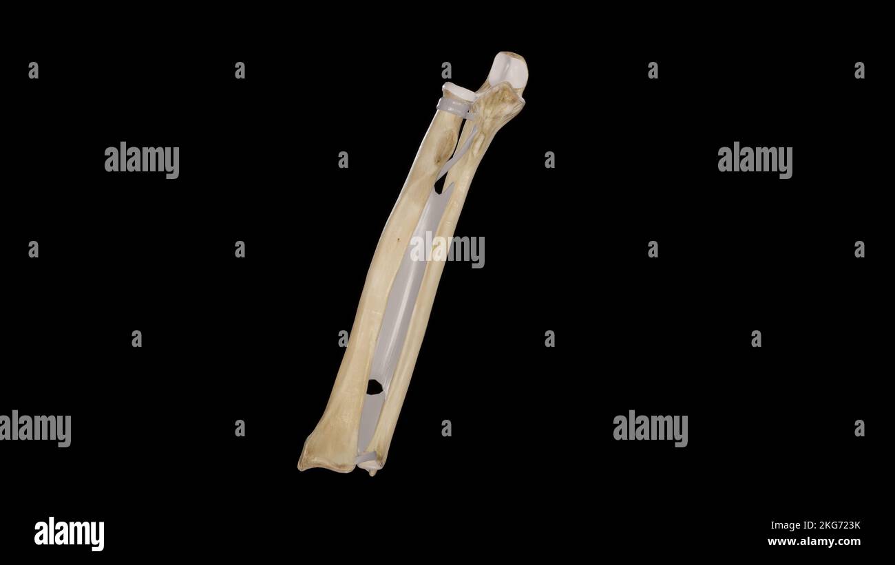 Giunto Radioulnar Foto Stock