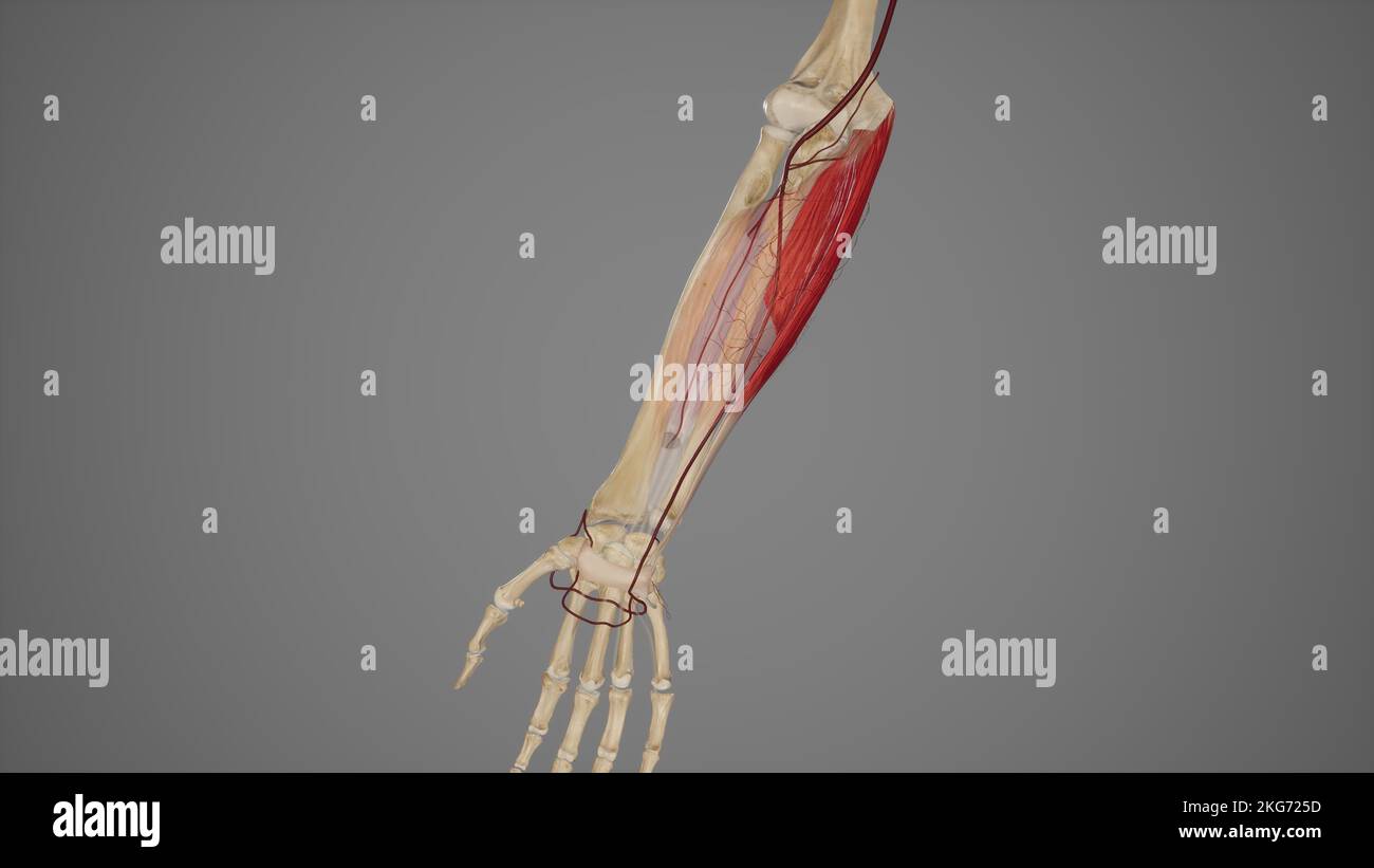 I principali rami di Ulnar Artery Foto Stock