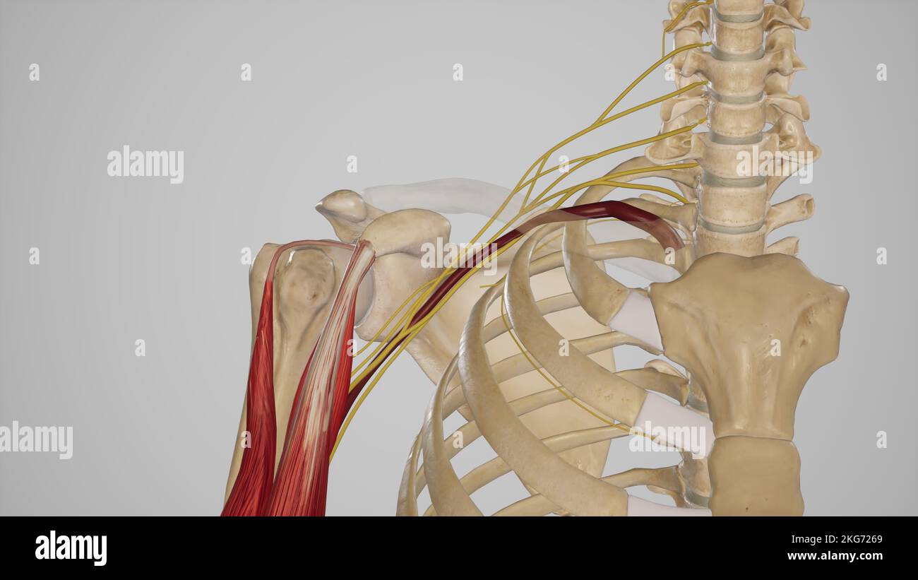 Contenuto del Plexus ascellare-brachiale Foto Stock