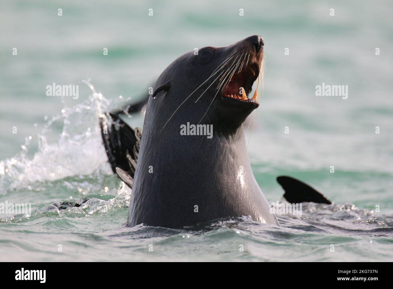 Fur lungo Noosed foche nel Coorong Foto Stock