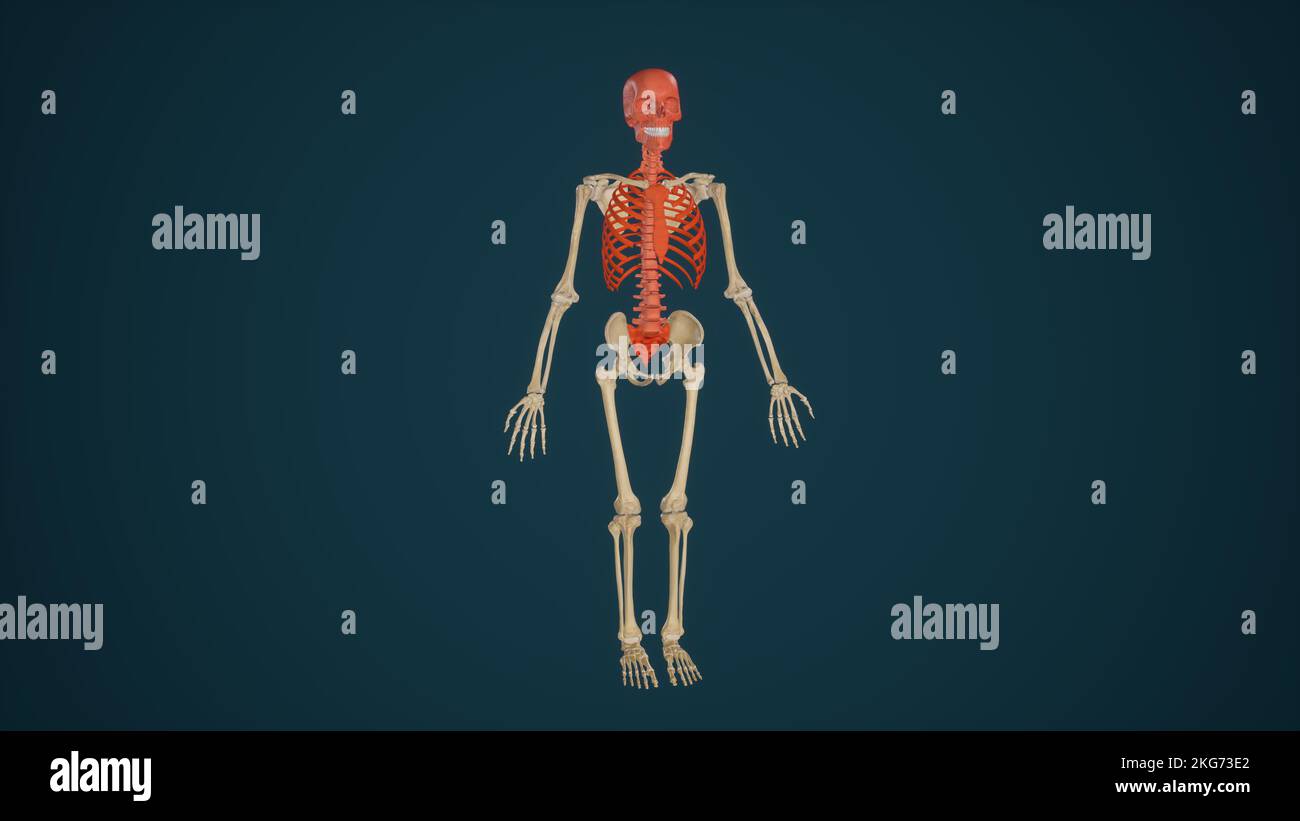 Anatomia dello scheletro assiale colorata Foto Stock