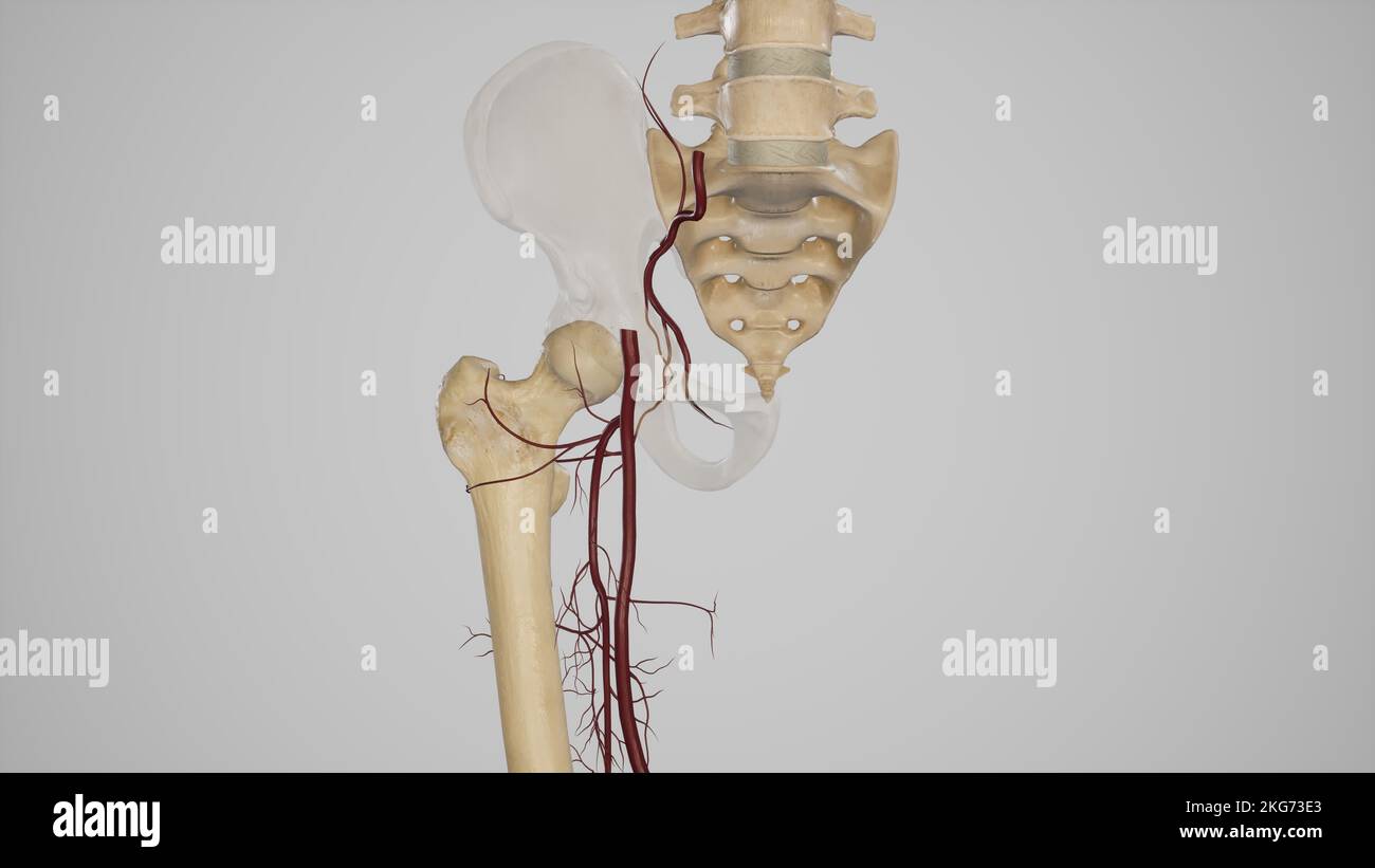 Illustrazione medica di anastomosi crociata Foto Stock